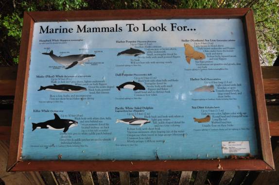 Todos os mamíferos que costumam frequentar os mares de Sitka, no sudeste do Alaska